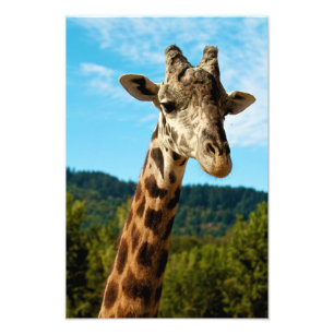 Giraffe Close Up Print