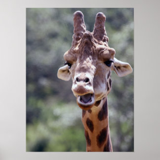 Giraffe Closeup Poster