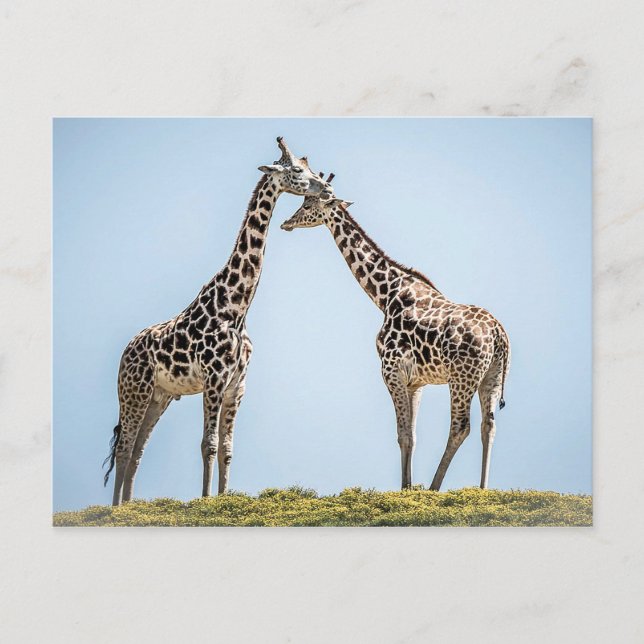 Giraffe Couple Portrait Against a Blue Sky Postcard (Front)