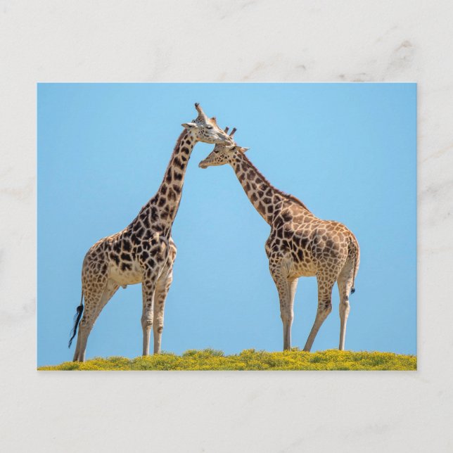 Giraffe Couple Portrait Postcard (Front)