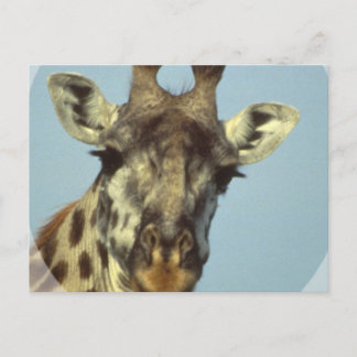 Giraffe Design Postcards