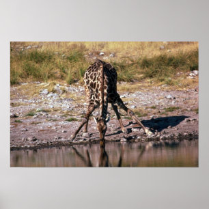 Giraffe - Drinking Poster