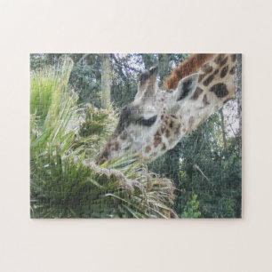 Giraffe Eating Close Up Jigsaw Puzzle
