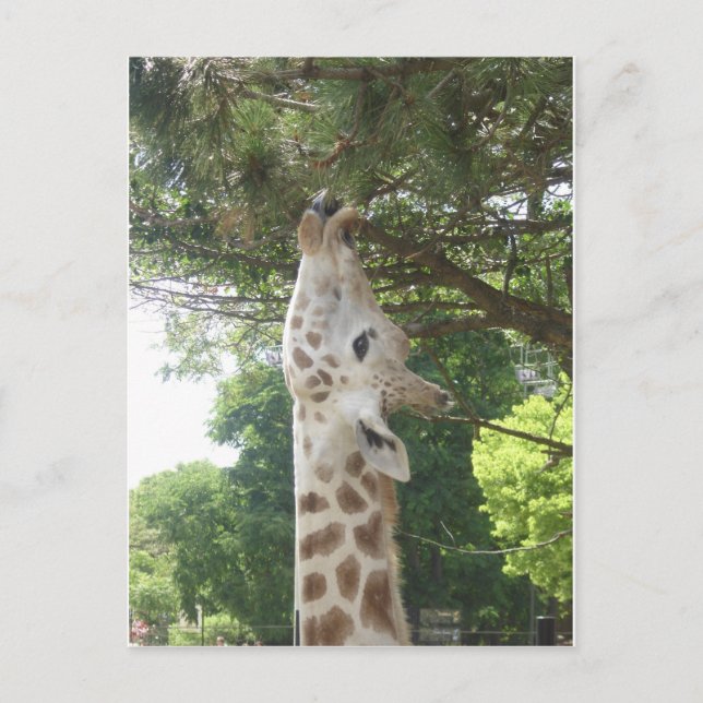 Giraffe Eating Leaf Postcard (Front)