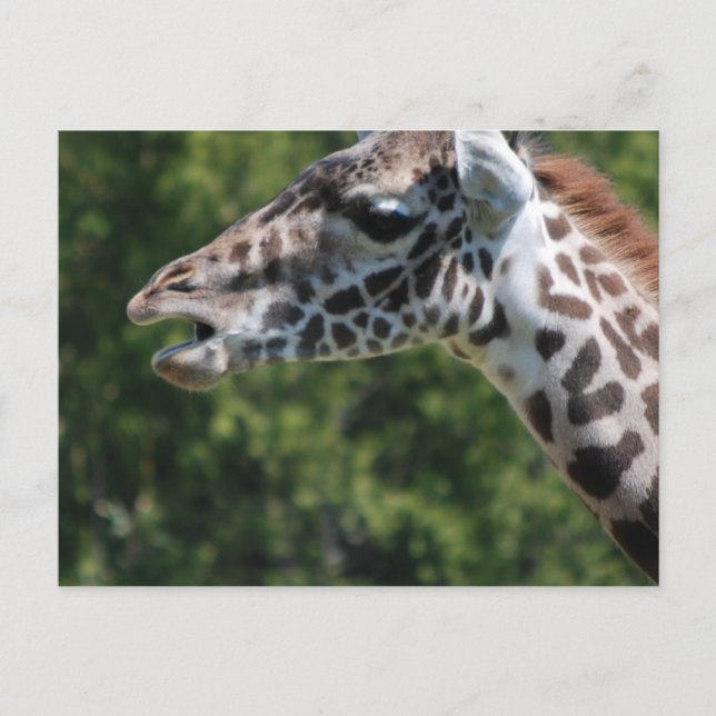 Giraffe Eating Postcard (Front)