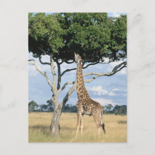 Giraffe Eating Postcard