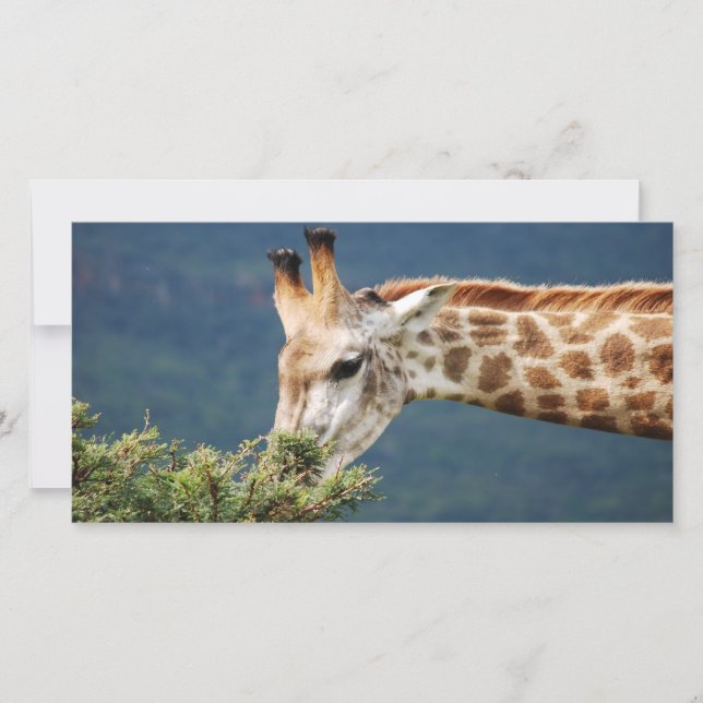 Giraffe eating some leaves (Front)