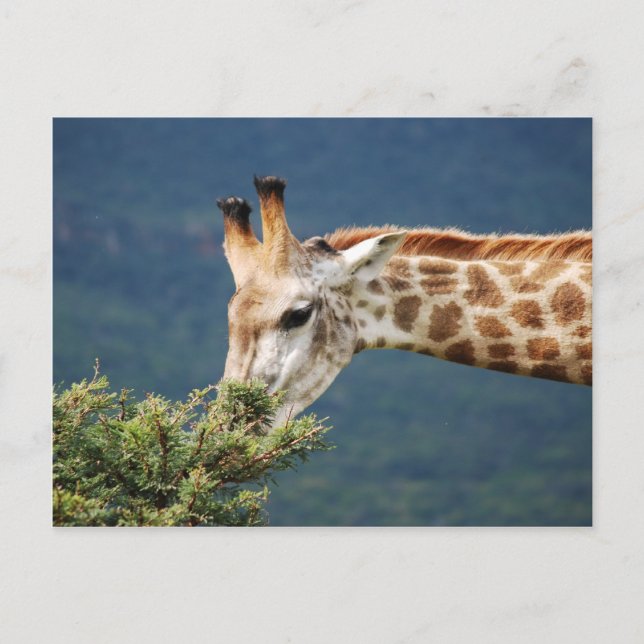 Giraffe eating some leaves postcard (Front)