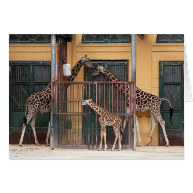 Giraffe Family (Front Horizontal)