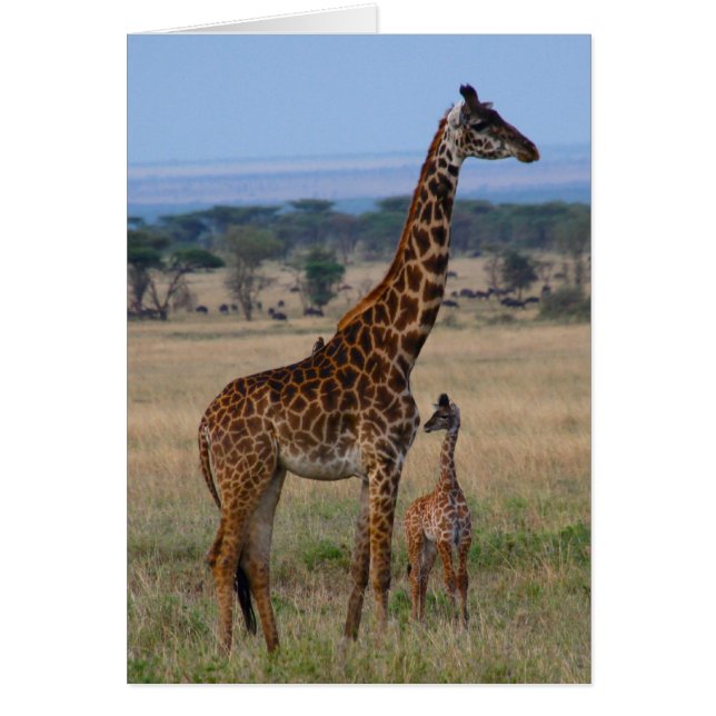 Giraffe family (Front)