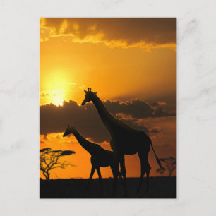 Giraffe Family 2 Postcard