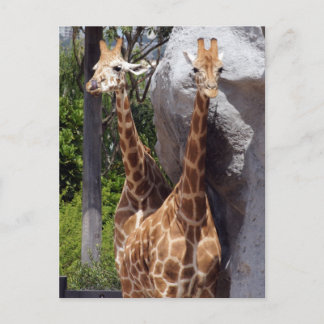 Giraffe Friends Postcard