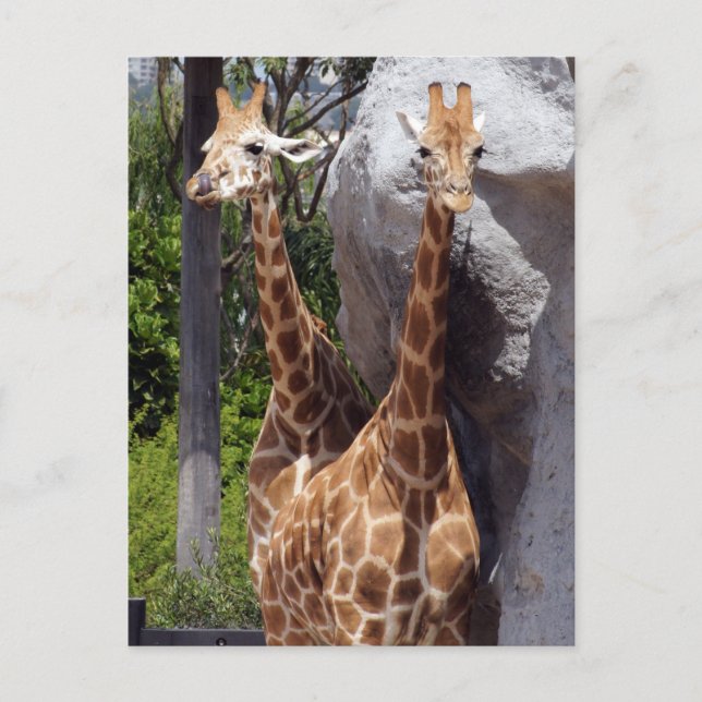 Giraffe Friends Postcard (Front)