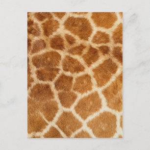 Giraffe Fur Print Postcard