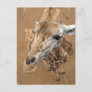 Giraffe Gaze Postcard