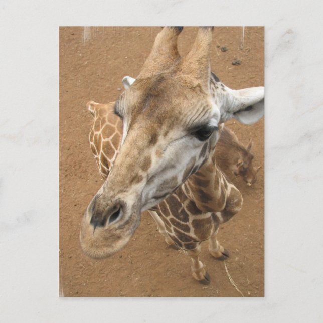 Giraffe Gaze Postcard (Front)