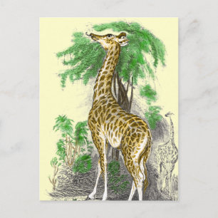 Giraffe Gifts Postcard