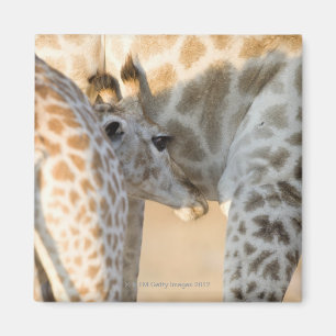 Giraffe (Giraffa camelopardalis) calf suckling, Magnet