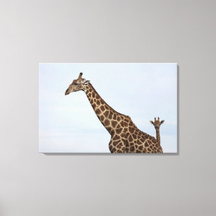 Giraffe (Giraffa camelopardalis), Chobe National P Canvas Print