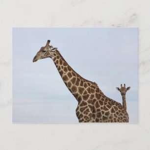Giraffe (Giraffa camelopardalis), Chobe National Postcard
