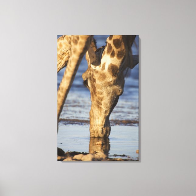 Giraffe (Giraffa Camelopardalis) drinking water Canvas Print (Front)