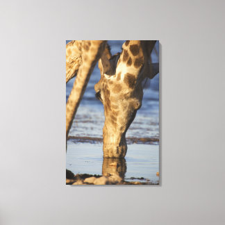 Giraffe (Giraffa Camelopardalis) drinking water Canvas Print