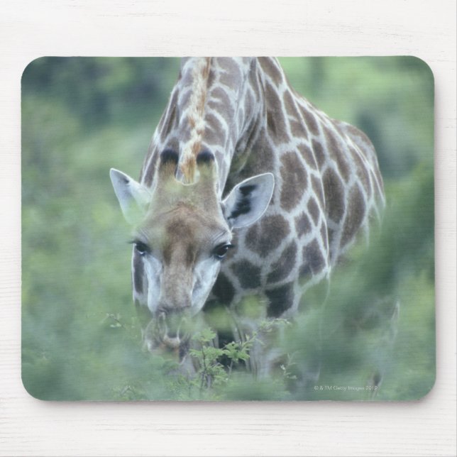 Giraffe (Giraffa camelopardalis) feeding on Mouse Pad (Front)