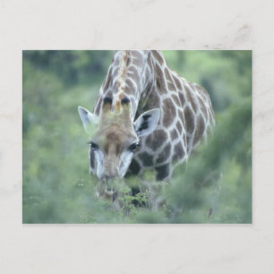 Giraffe (Giraffa camelopardalis) feeding on Postcard