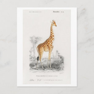 Giraffe (Giraffa camelopardalis) illustration Postcard