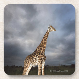 Giraffe (Giraffa camelopardalis) in dramatic Coaster