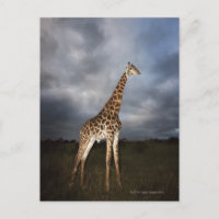 Giraffe (Giraffa camelopardalis) in dramatic