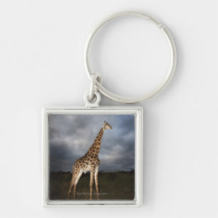 Giraffe (Giraffa camelopardalis) Key Ring