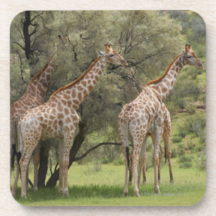 Giraffe, Giraffa camelopardalis, Kgalagadi 2 Coaster