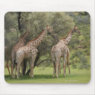 Giraffe, Giraffa camelopardalis, Kgalagadi 2 Mouse Pad