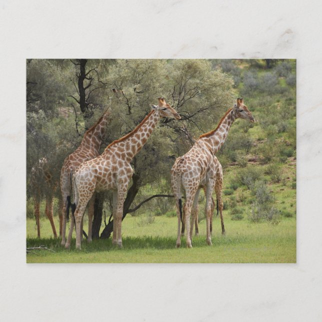Giraffe, Giraffa camelopardalis, Kgalagadi 2 Postcard (Front)