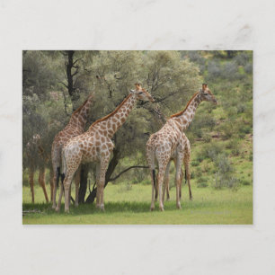 Giraffe, Giraffa camelopardalis, Kgalagadi 2 Postcard