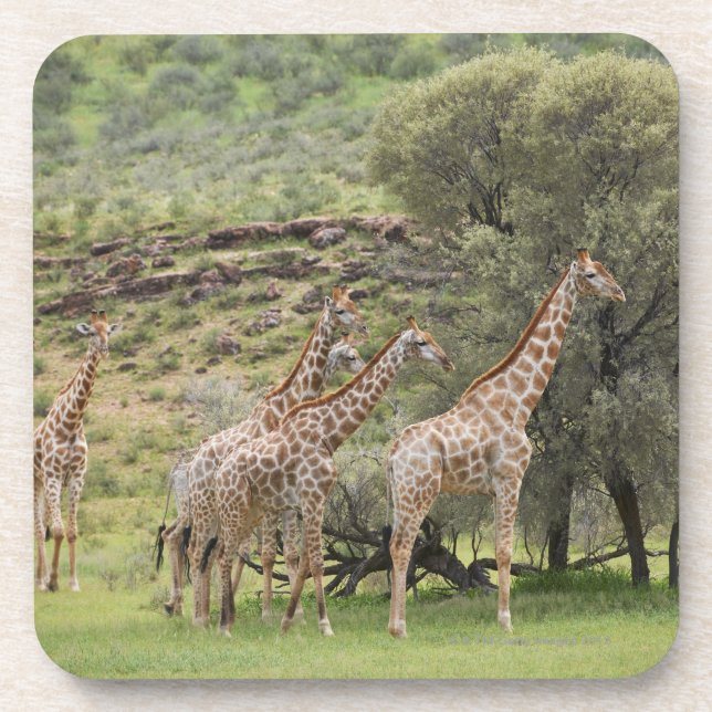Giraffe, Giraffa camelopardalis, Kgalagadi 3 Coaster (Front)