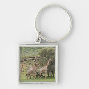 Giraffe, Giraffa camelopardalis, Kgalagadi 3 Key Ring