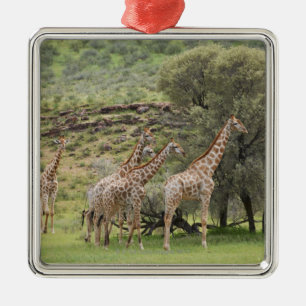 Giraffe, Giraffa camelopardalis, Kgalagadi 3 Metal Tree Decoration