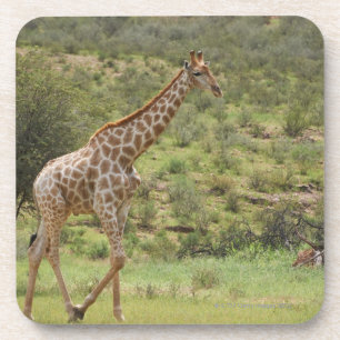 Giraffe, Giraffa camelopardalis, Kgalagadi Coaster
