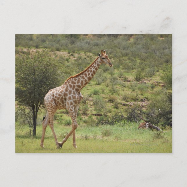 Giraffe, Giraffa camelopardalis, Kgalagadi Postcard (Front)