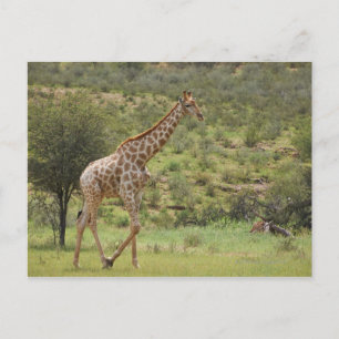 Giraffe, Giraffa camelopardalis, Kgalagadi Postcard