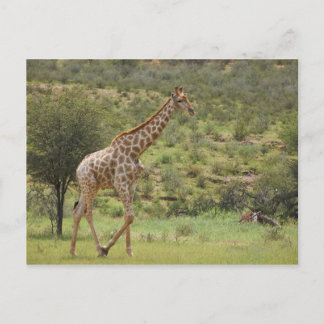 Giraffe, Giraffa camelopardalis, Kgalagadi Postcard