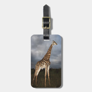 Giraffe (Giraffa camelopardalis) Luggage Tag