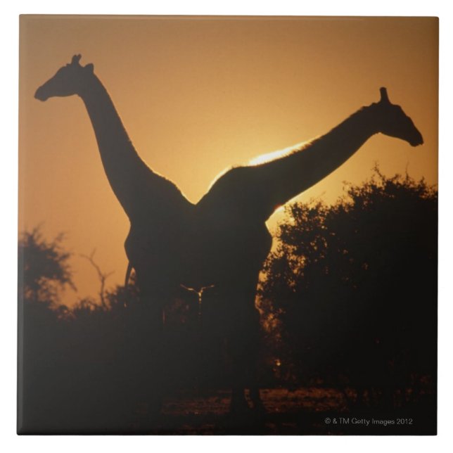 Giraffe (Giraffa camelopardalis) Pair Tile (Front)