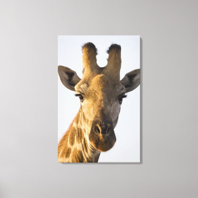 Giraffe (Giraffa camelopardalis) portrait, Imire Canvas Print (Front)