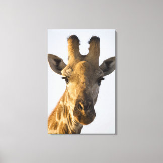 Giraffe (Giraffa camelopardalis) portrait, Imire Canvas Print