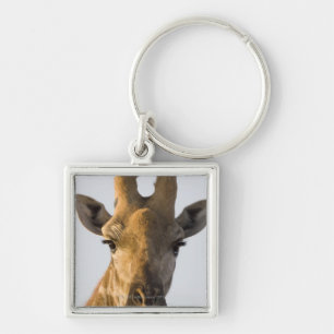 Giraffe (Giraffa camelopardalis) portrait, Imire Key Ring
