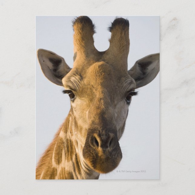 Giraffe (Giraffa camelopardalis) portrait, Imire Postcard (Front)