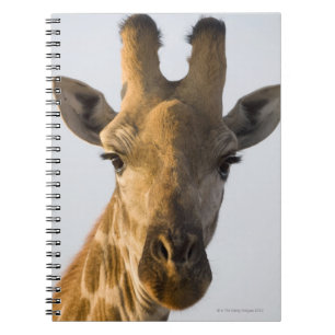 Giraffe (Giraffa camelopardalis) portrait Spiral Notebook